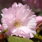 Thumbnail image for Sakura at Brooklyn Botanic Garden 2011